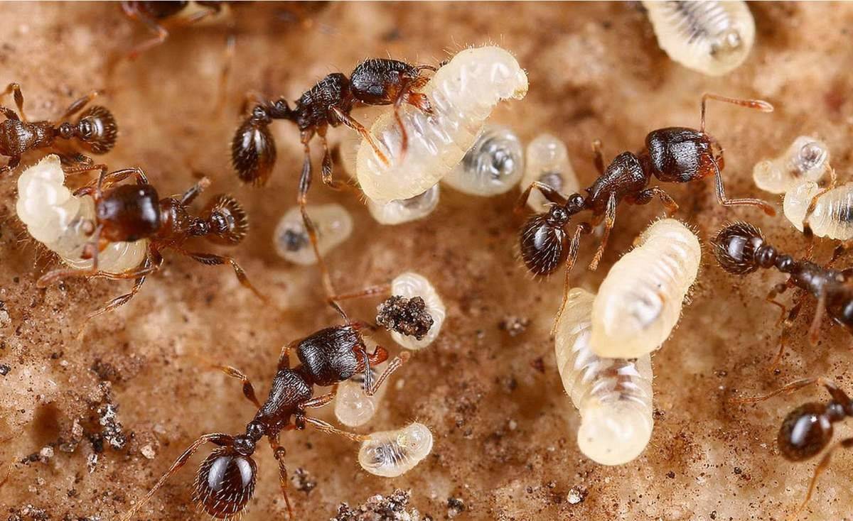 Как размножаются муравьи - интересные факты