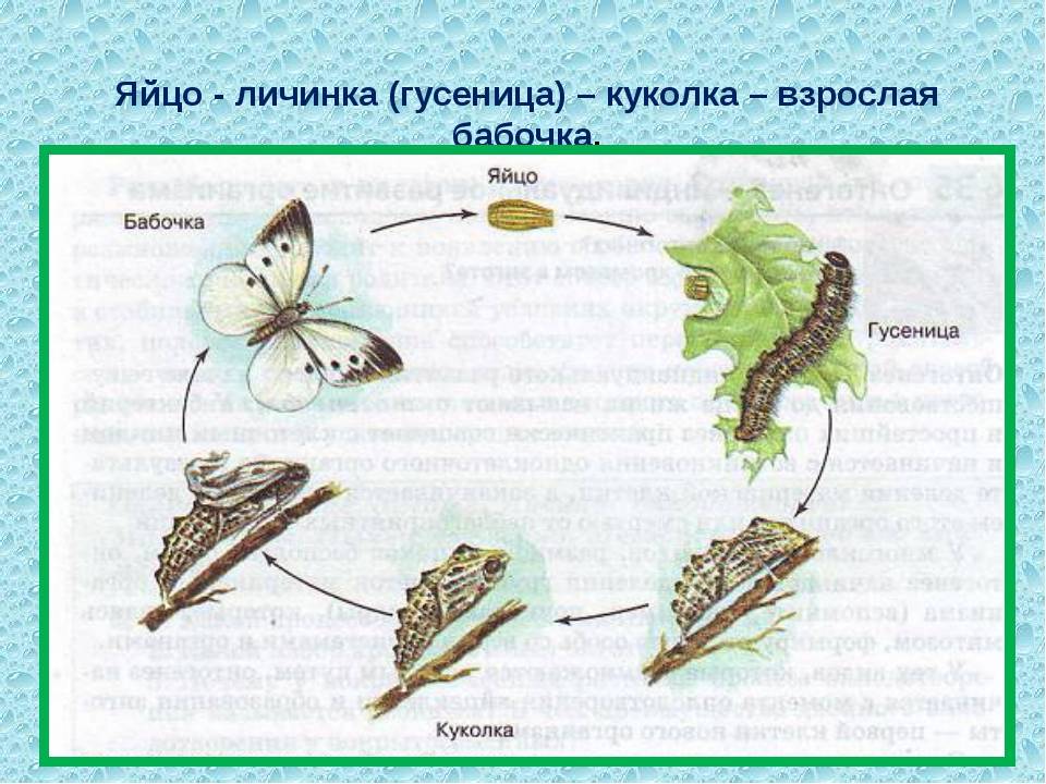 Гусеница – описание, виды, фото, ядовитые и красивые гусеницы