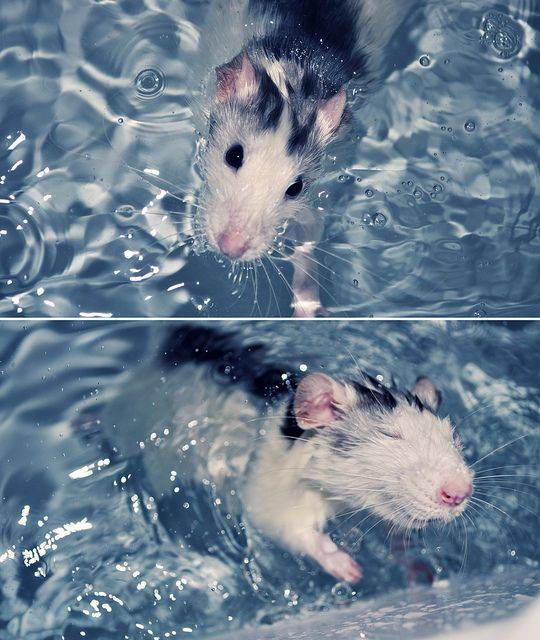 Домовые мыши: описание и фото. кусается ли домовая мышь? как избавиться от домовых мышей