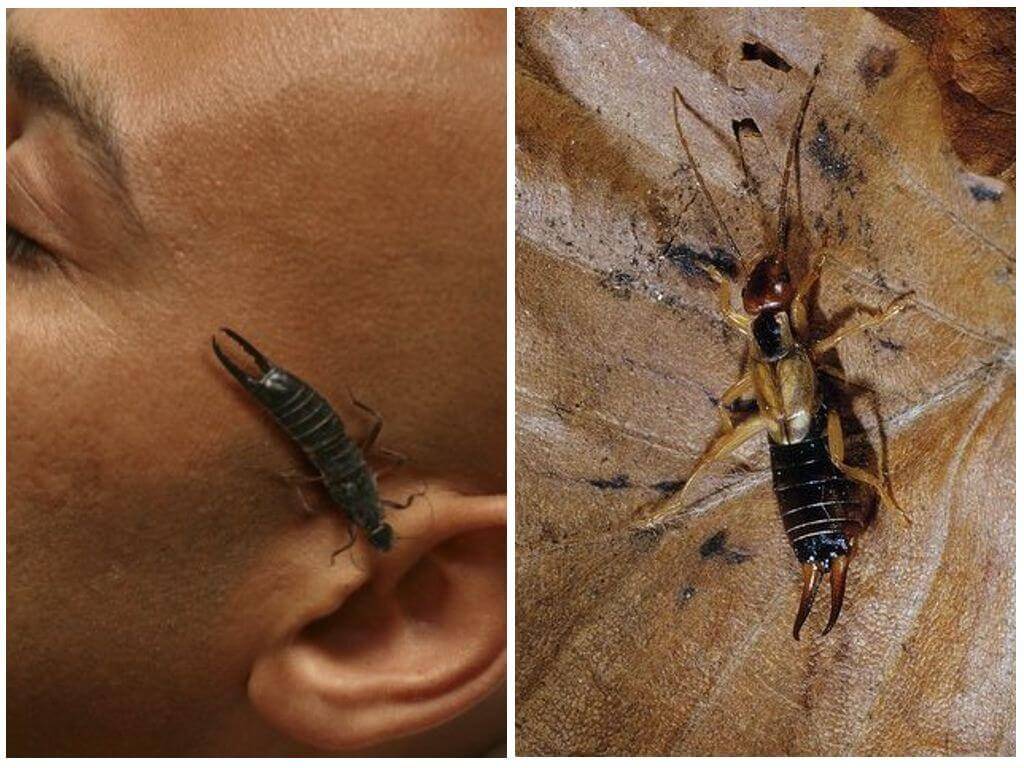 Может ли таракан залезть в ухо?