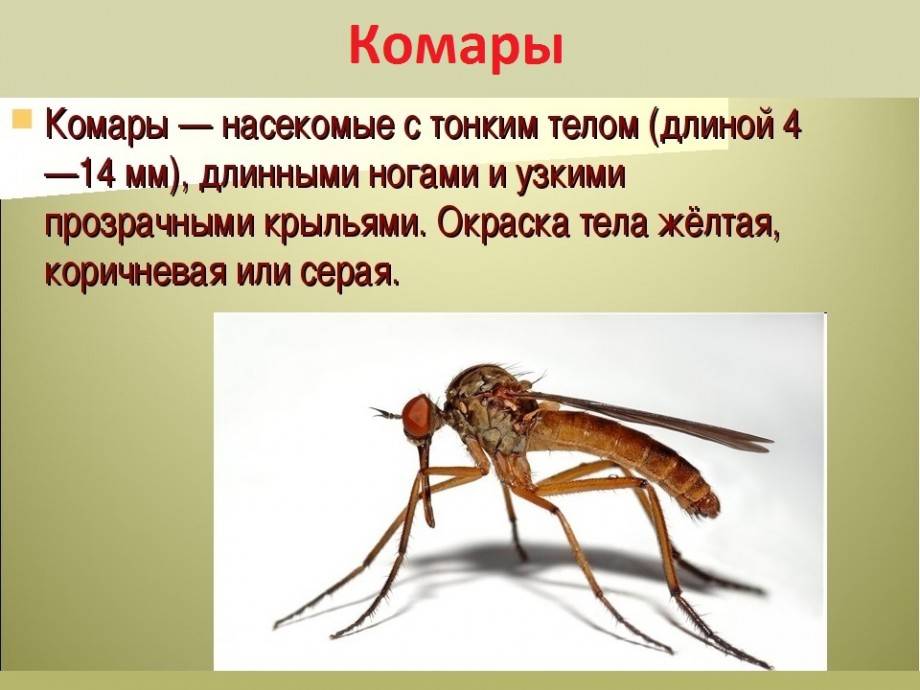 Где и как размножаются комары — видео, фото, описание