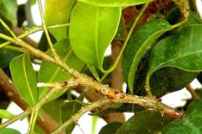 Щитовка на лимоне - как избавиться от вредителей на цитрусовых деревьях