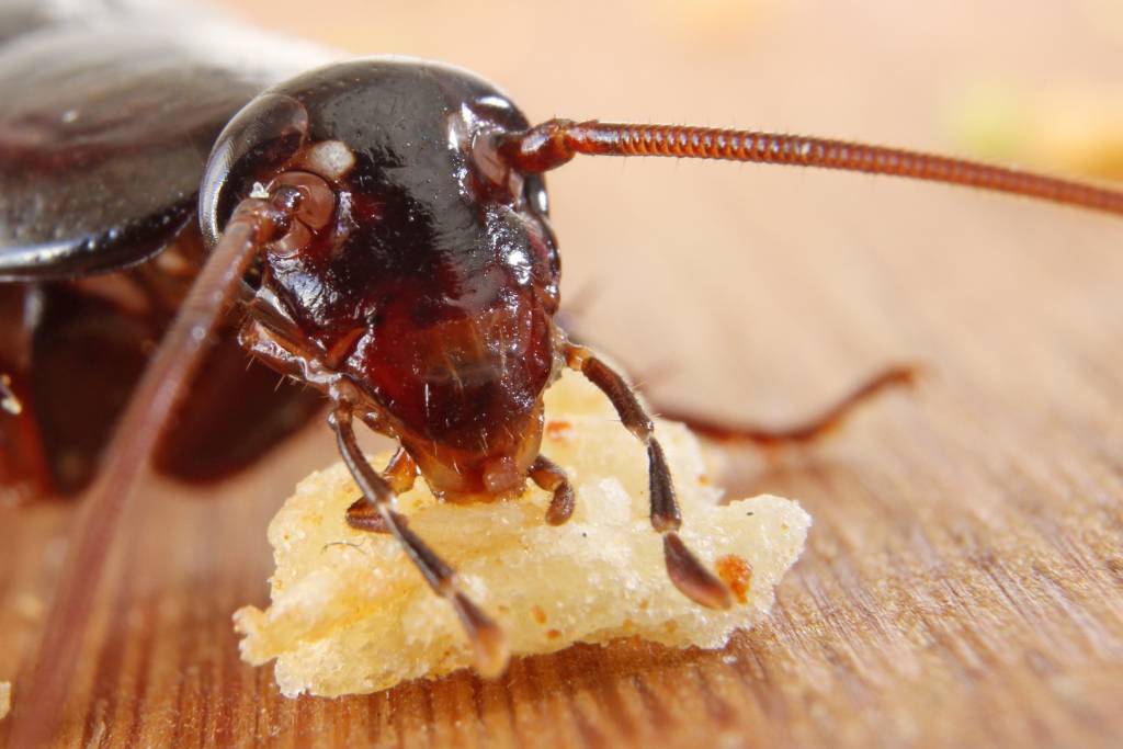 В чем заключается опасность тараканов