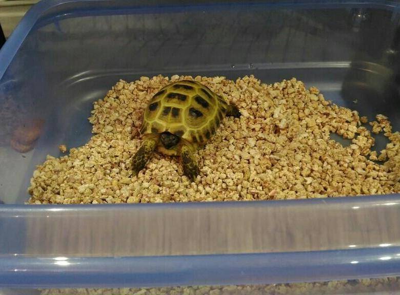 Каким должен быть террариум для сухопутной черепахи