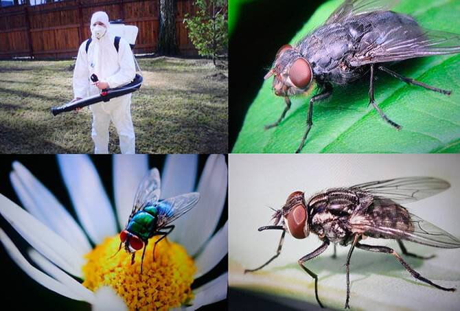 Средства для борьбы с мухами в частном доме и на улице - советы по выбору