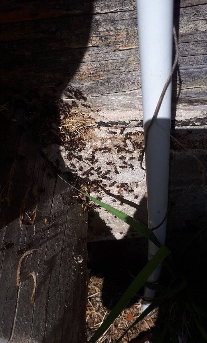 Эффективное средство от муравьев в теплице: как навсегда избавиться от насекомых на томатах