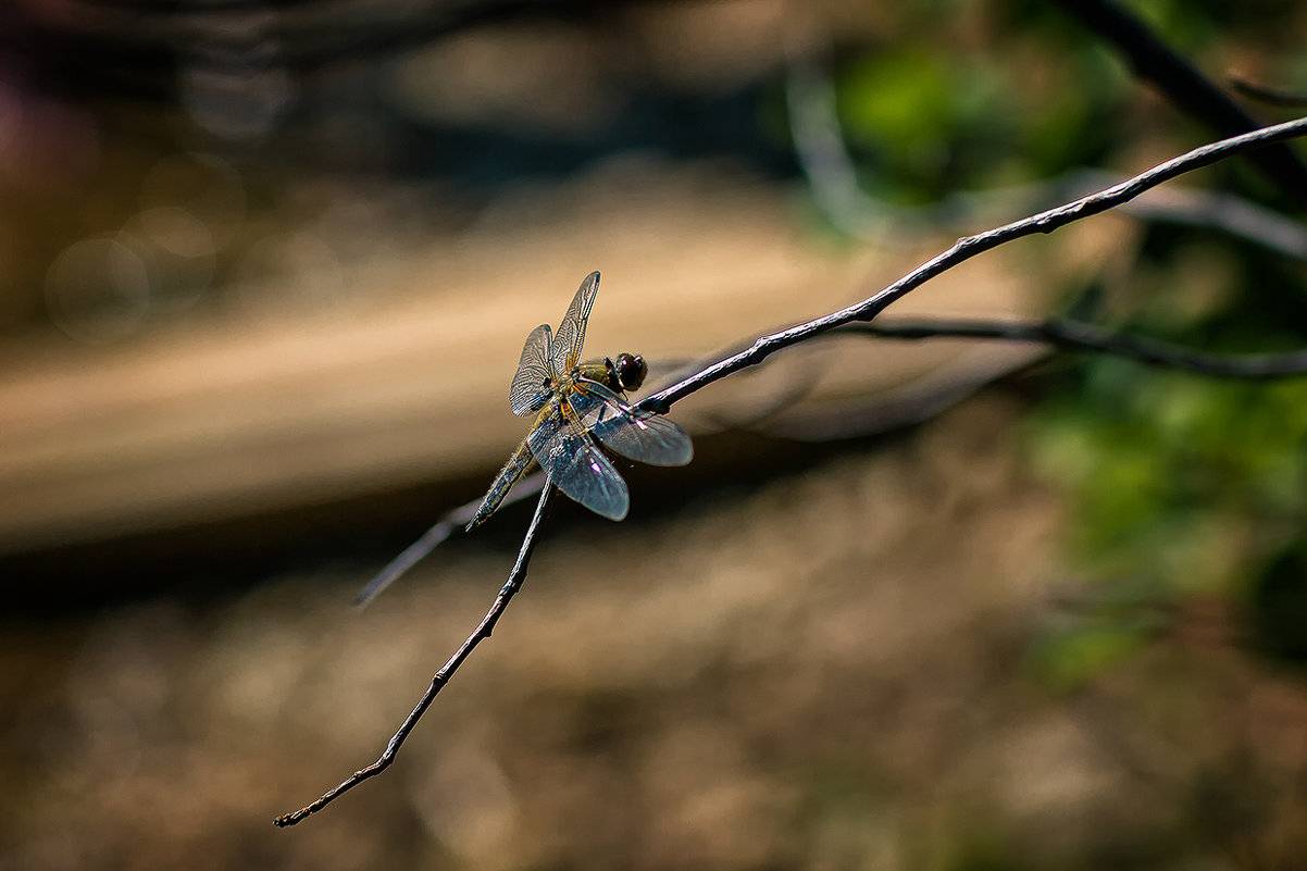 Стрекоза стрелка красивая и другие виды семейства стрелки