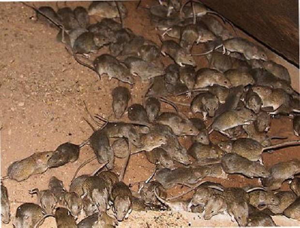 Как избавиться от крыс в курятнике: способы борьбы с вредителями