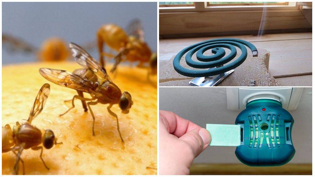 Как избавится от мух в квартире и в частном доме