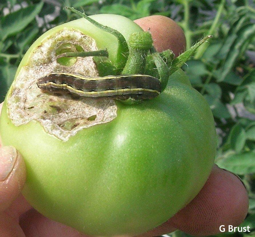 Совка на помидорах, методы борьбы - эффективные народные средства и препараты