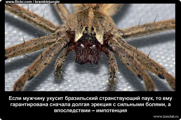 Топ 10 самых ядовитых пауков