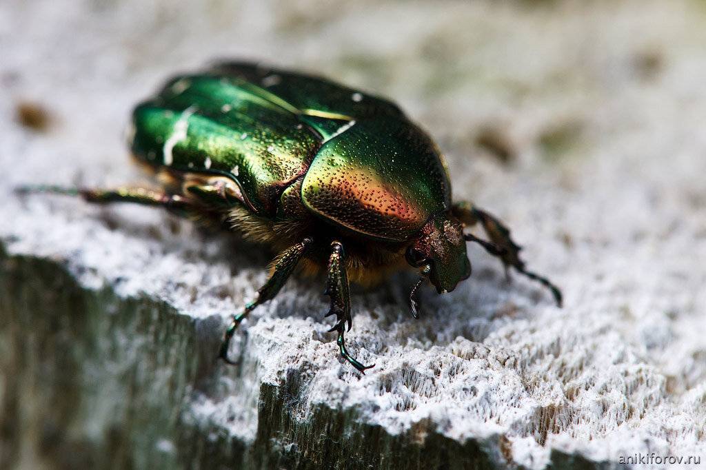 Нашествие жука: бронзовка мелкая зеленая и методы борьбы с ней