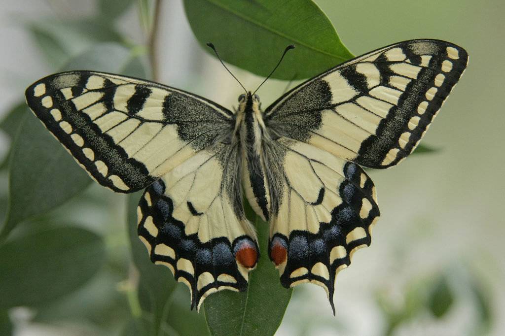 Гусеница - 94 фото самых необычных и красивых личинок бабочек