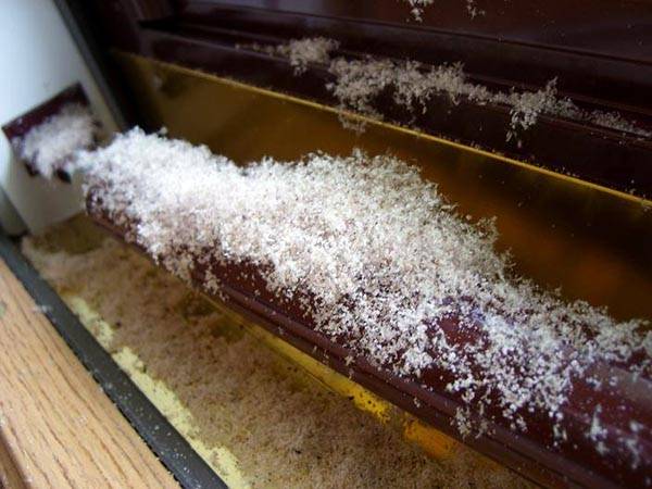 Как вывести муравьев из бани - сорнякам нет