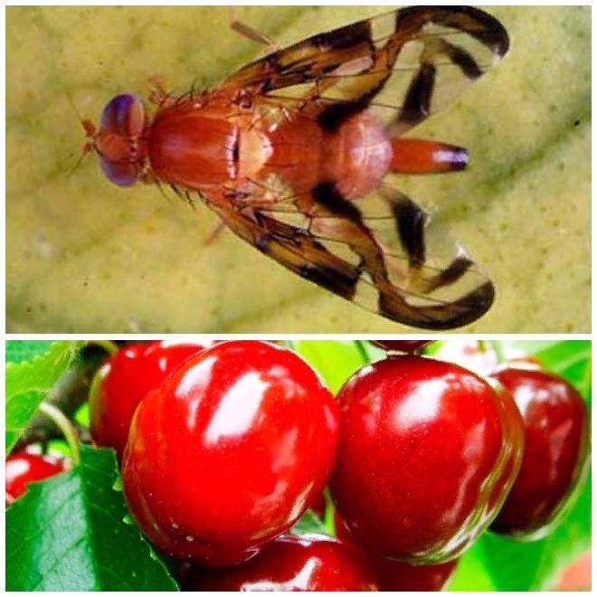 Как вывести вишневую муху: инсектициды и народные методы