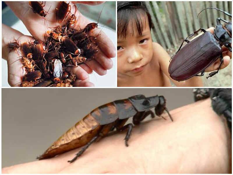 Естественные враги тараканов - птицы, насекомые и животные