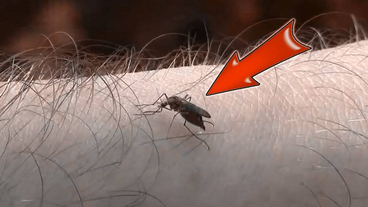 Зачем комары пьют кровь
