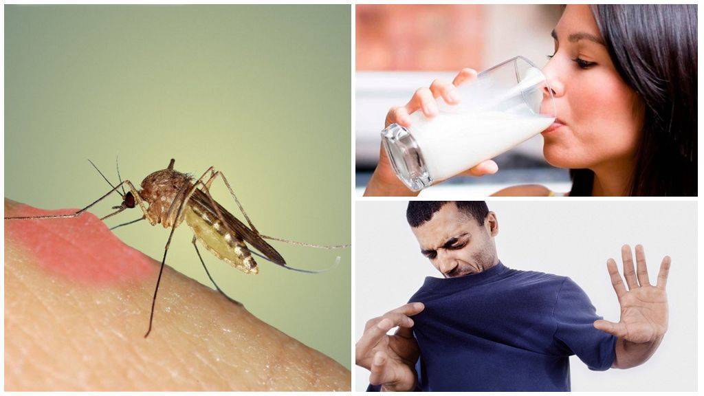 Сколько живут комары, что их привлекает в дом и как от них избавиться?