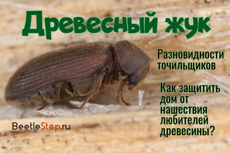 Древесный жук: виды точильщиков и методы борьбы с ними