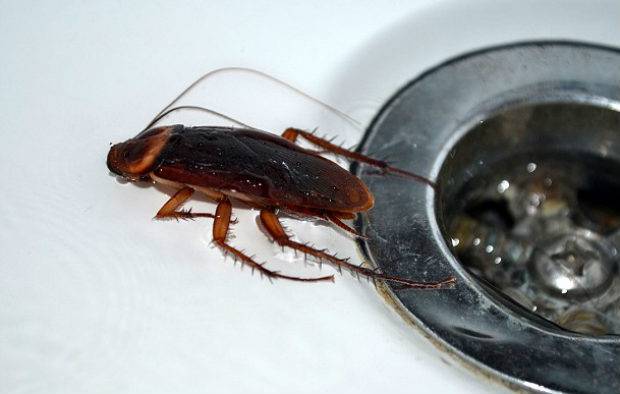 Сколько дней живут тараканы без еды. сколько живут тараканы домашние — в различных условиях и методы борьбы с ними. живет ли таракан без головы