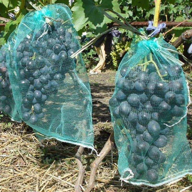 Защитные мешочки для гроздей винограда от ос: преимущества и как работают