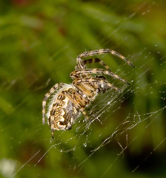 Топ-20 самых красивых пауков в мире (+ фото)