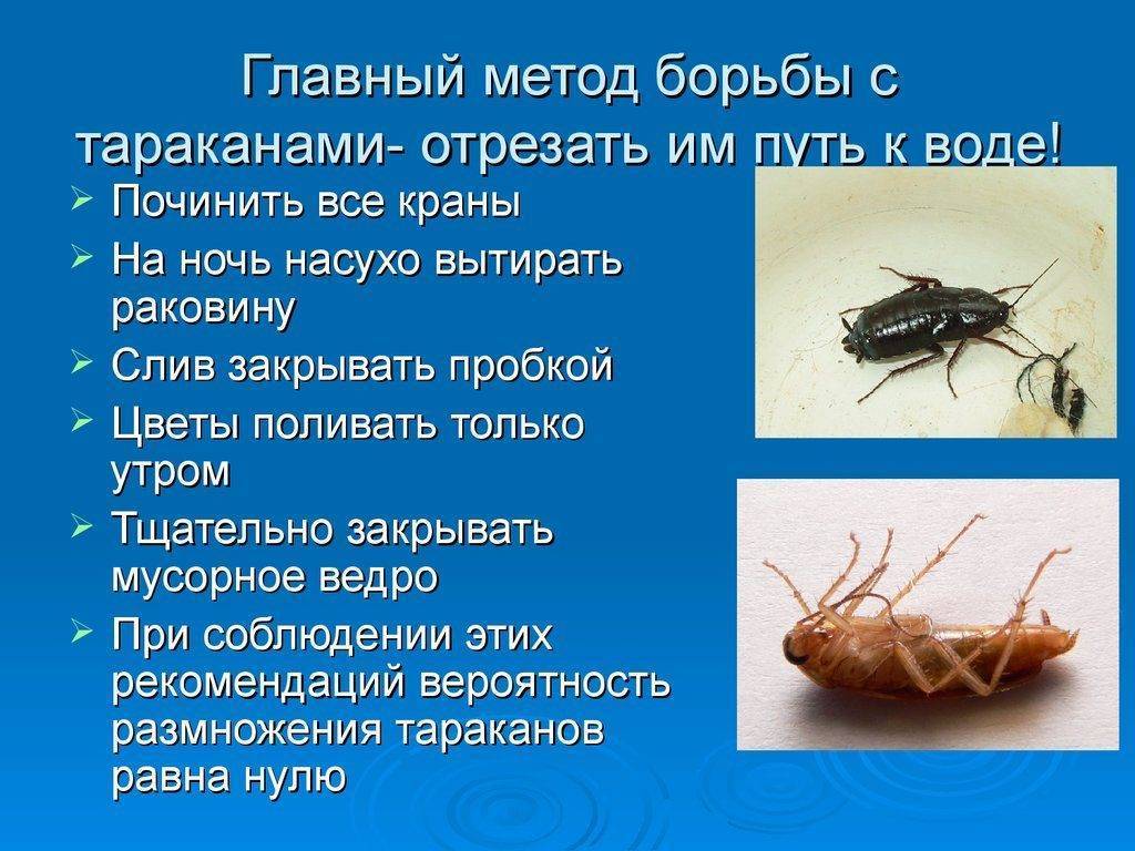 Как навсегда избавиться от рыжих тараканов?