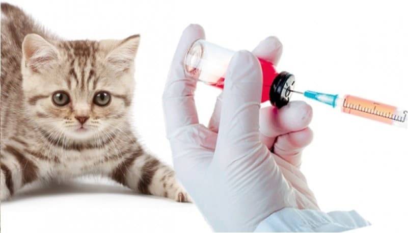 Обязательные прививки для кошек | компетентно о здоровье на ilive