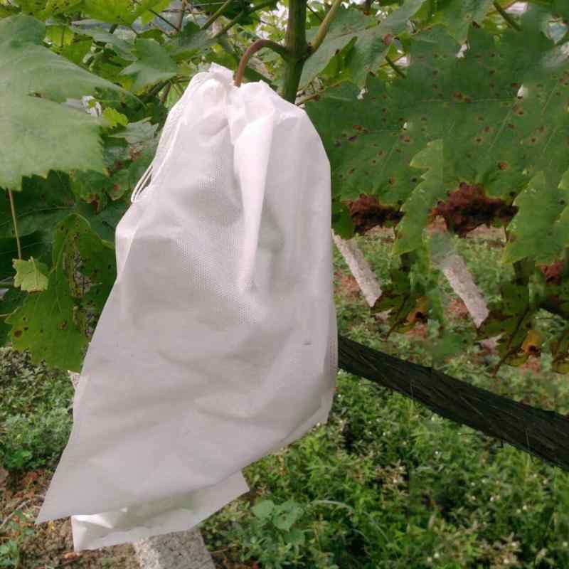 Как защитить виноград от ос: эффективные методы