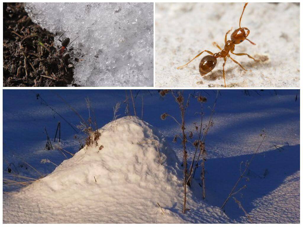 На какой глубине зимуют муравьи