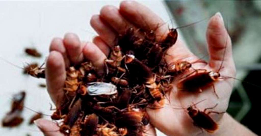 ❶ кто ест тараканов из животных в квартире: естественные враги, кто питается домашними усачами в природе и дома