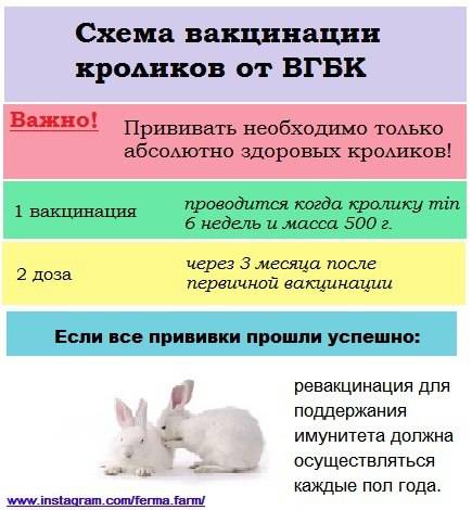 Прививки кроликам, какие и когда делать? дозы препарата, схема