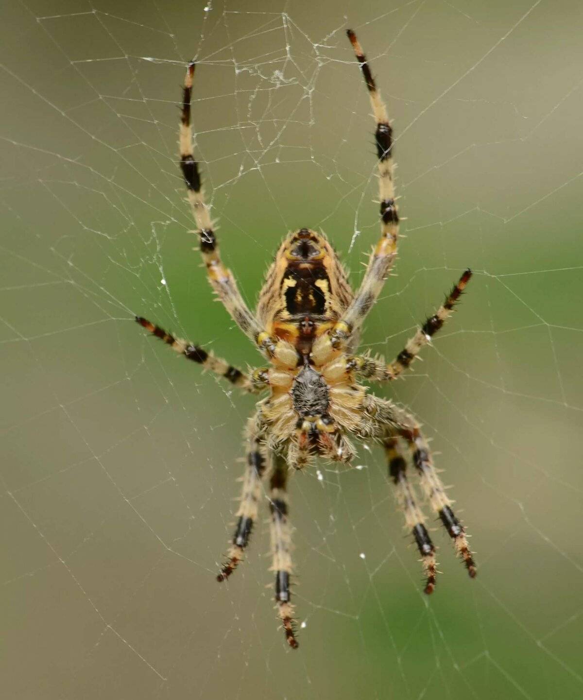 Виды пауков – фото, названия и описания