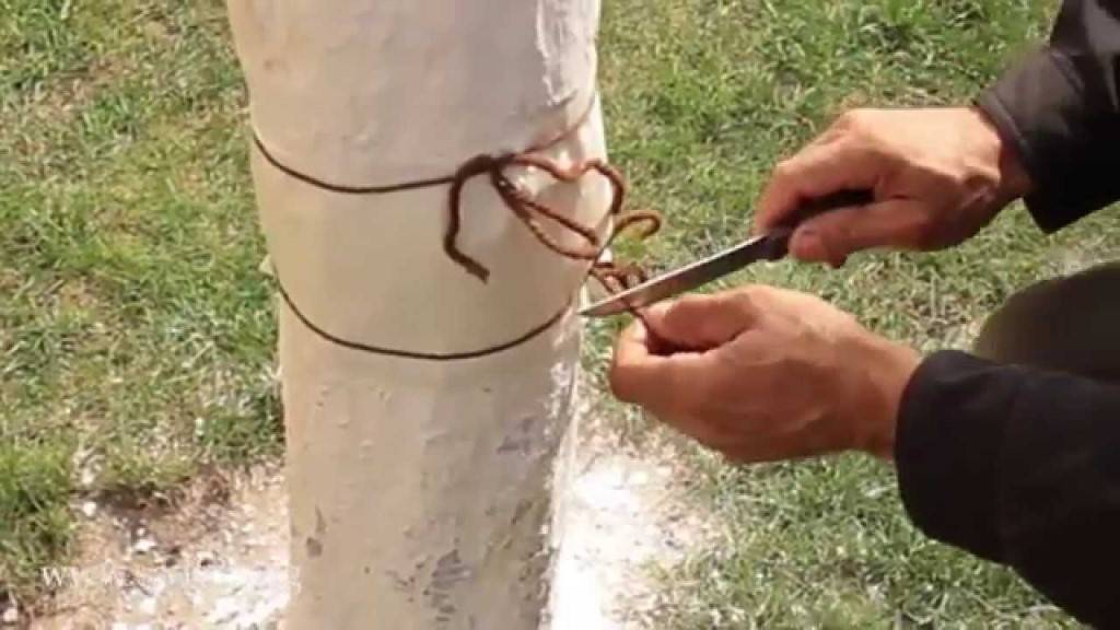 Как избавиться от муравьёв на деревьях и кустах