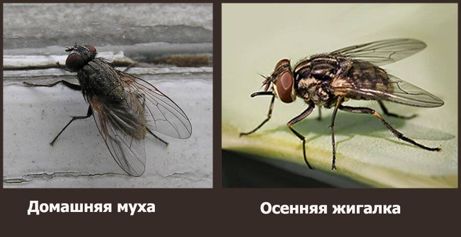Кто укусил? укусы насекомых на коже человека – фото и описание