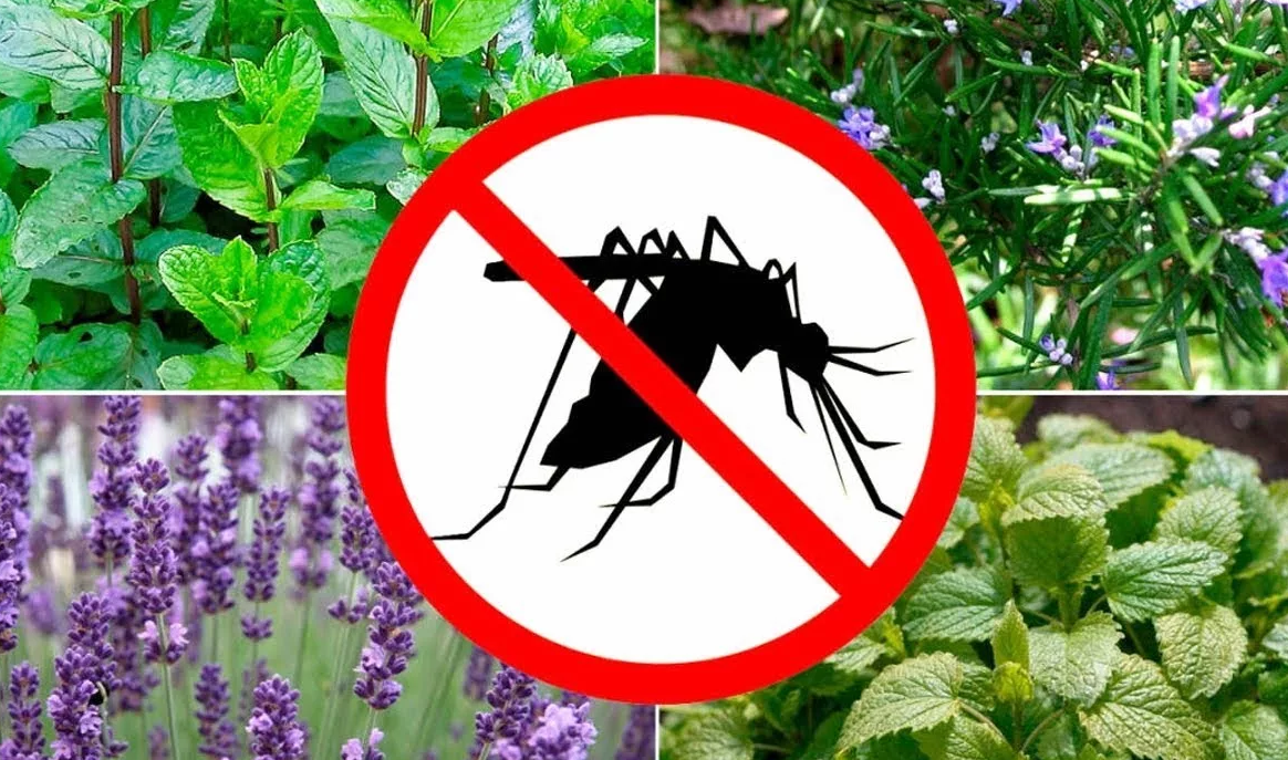 Что не любят мухи: репеллентные растения, эфирные масла и биологические враги насекомых