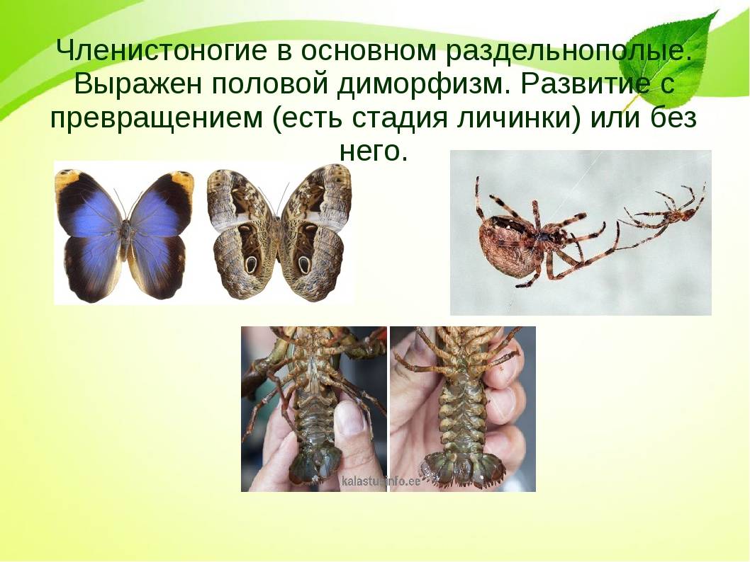 Класс насекомые. общая характеристика, строение, размножение, разнообразие и значение насекомых | биология