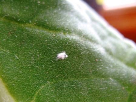 Мучнистый червец на кактусе: как обнаружить и обезвредить паразита