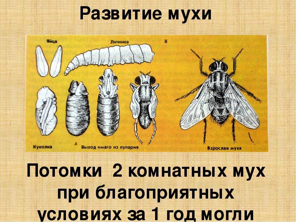Комнатная муха полное или. Цикл развития мухи. Комнатная Муха жизненный цикл. Стадии развития комнатной мухи. Яйцо личинка куколка Муха.