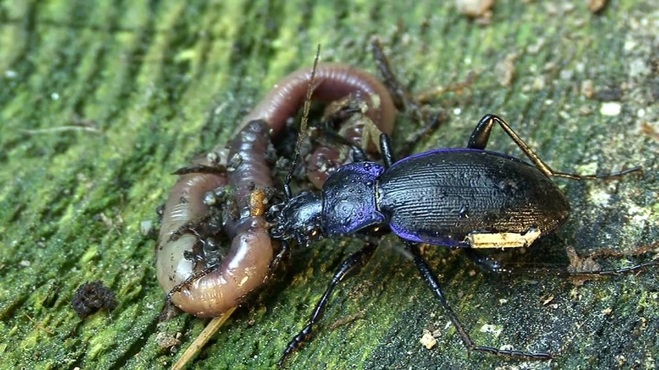 Чем питаются жуки. Жук жужелица Кавказская. Кавказская жужелица - Carabus caucasicus. Жужелица хищник. Жужелица Кавказская личинка.