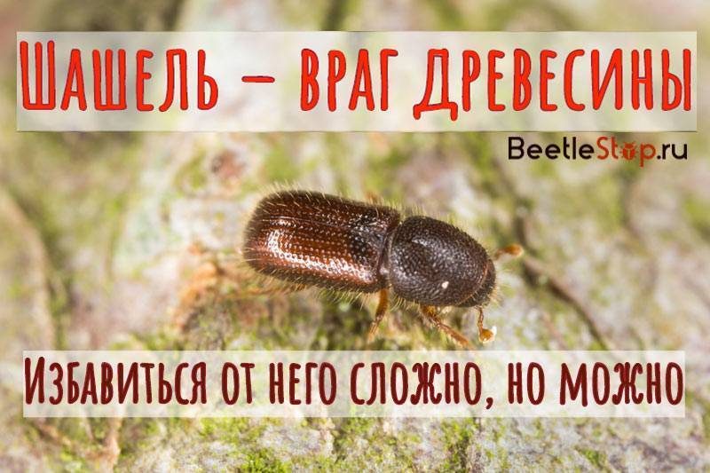 10 проверенных способов, чтобы навсегда избавиться от жучков в крупе на кухне