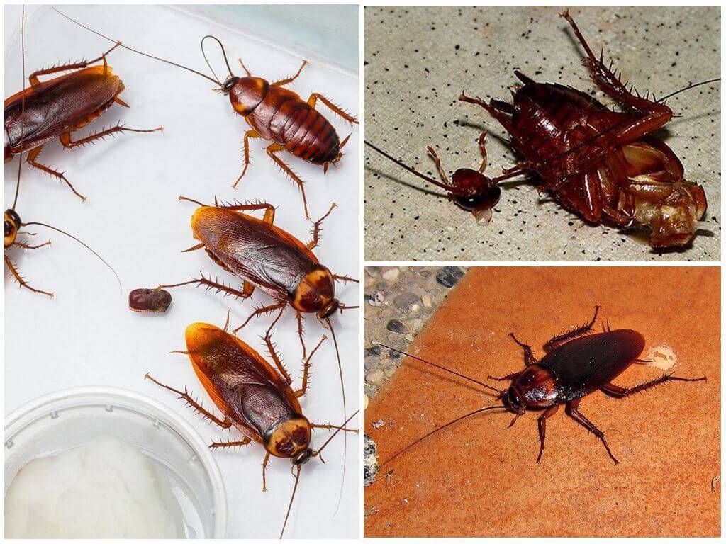 Сколько живут тараканы домашние