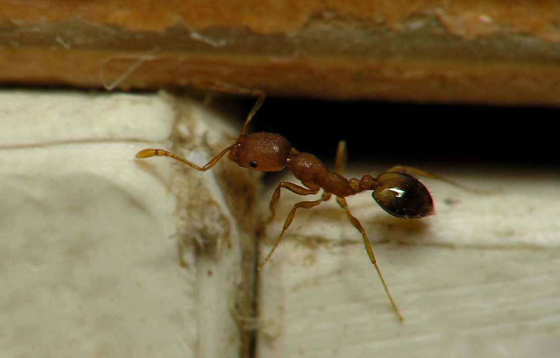 Как избавиться от красных муравьев в квартире и доме