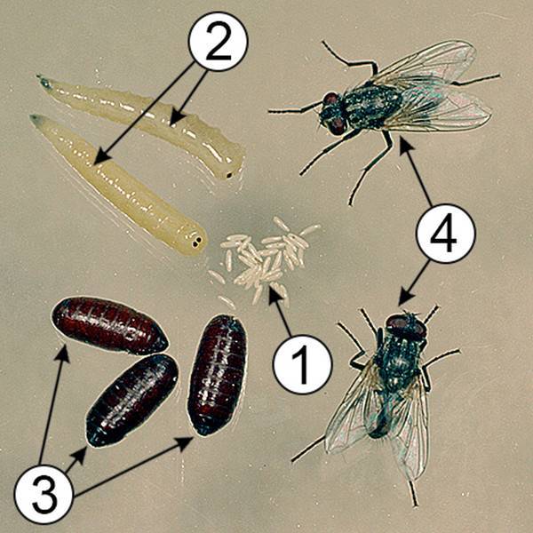 Жизненный цикл мух, размножение, личинки и прочее... / как избавится от насекомых в квартире