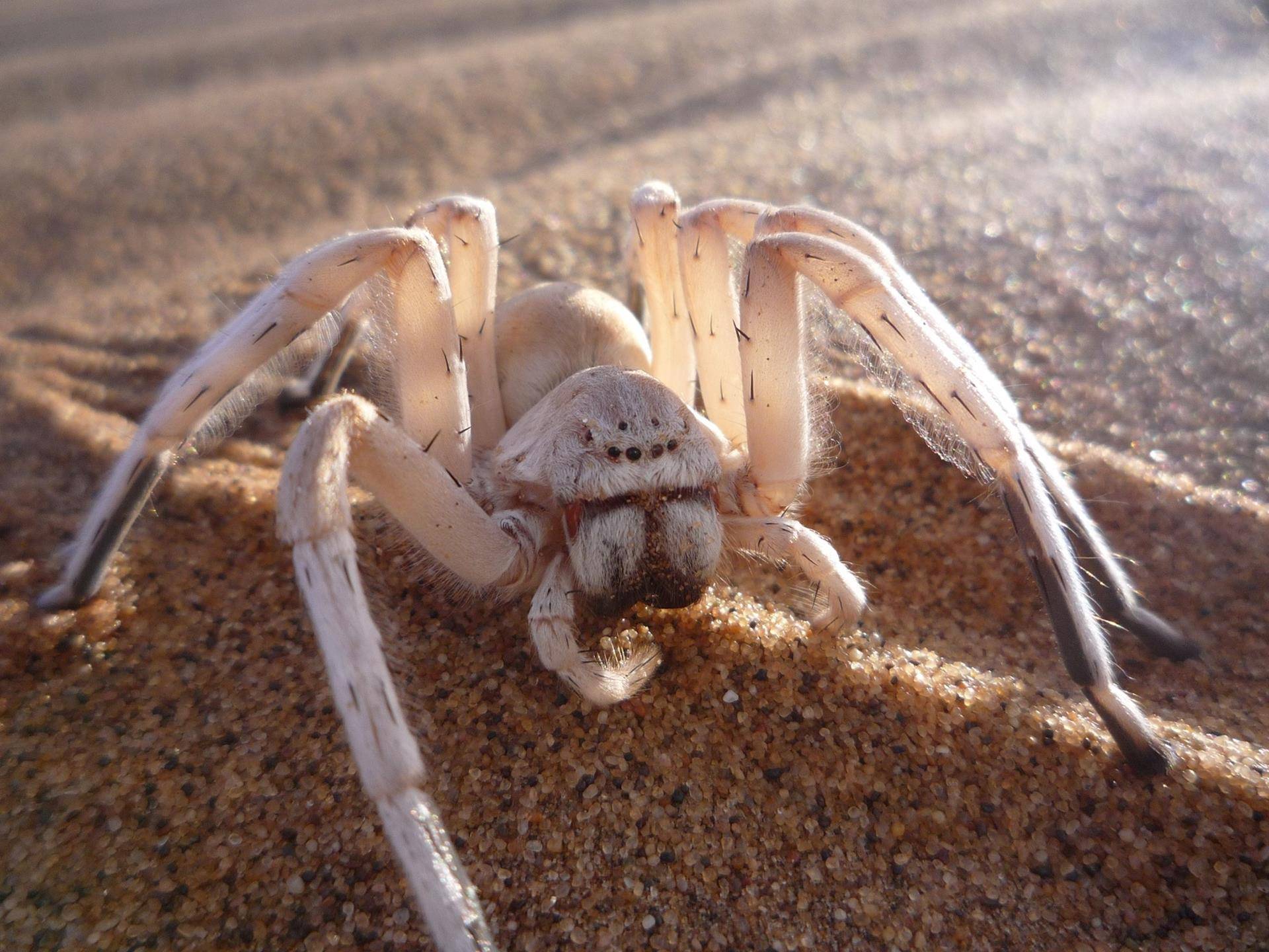 Гигантский крабовый паук – фото и описание