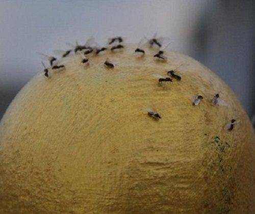Как бороться с луковой мухой на грядке? 100% безопасные и эффективные способы, как избавиться от нее