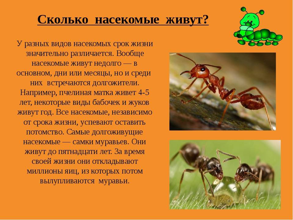 Сколько живёт муха обыкновенная в квартире? её строение и особенности размножения.