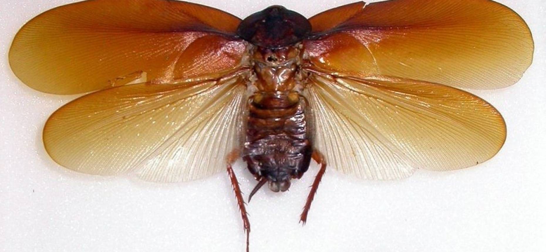Тараканы прусаки: как выглядят (фото), как избавиться в квартире, почему их так называют?