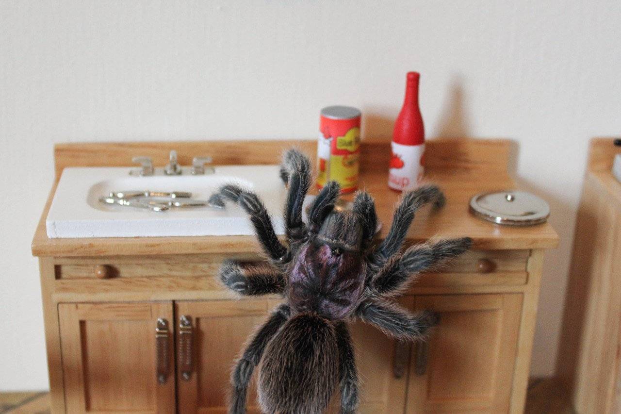 Домовый паук: фото и особенности жизни