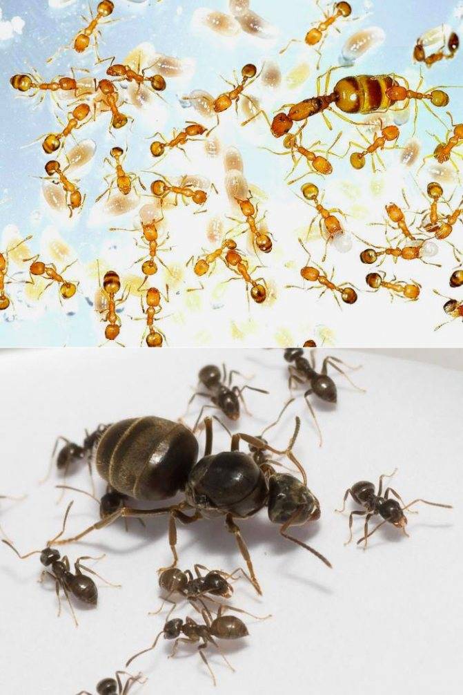 Как избавиться от муравьёв с крыльями в доме (вывести летающих)